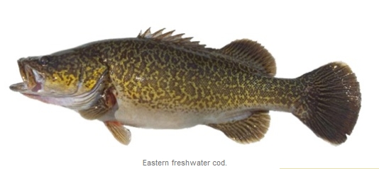 Eastern cod waters closed